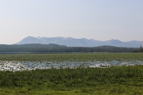 A lake covered in lily pads sits in front of a mountain.