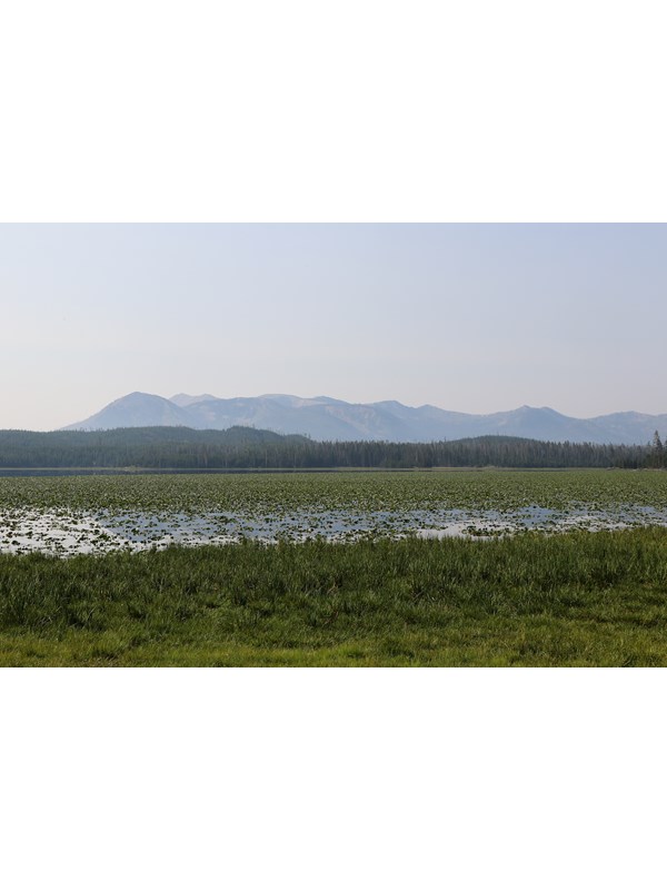 A lake covered in lily pads sits in front of a mountain.
