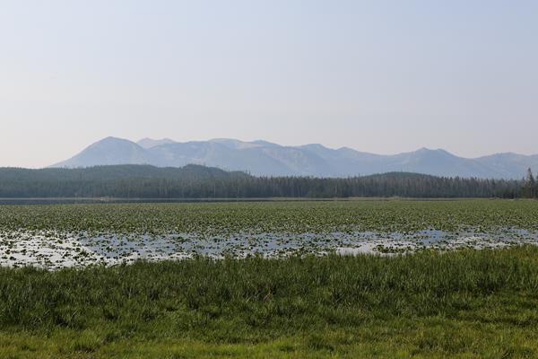 A lake covered in lily pads sits in front of a mountain.