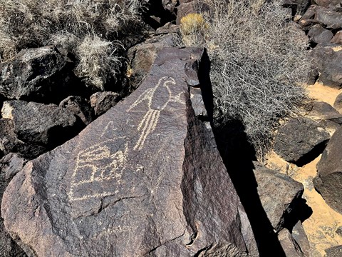 A petroglyph of a macaw parrot on a dark volcanic boulder.