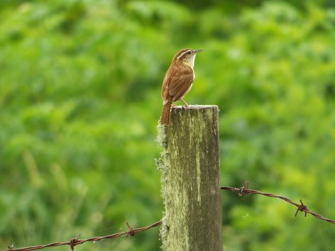 A small Wren sits on a wooden fence post at Oakland Plantation.