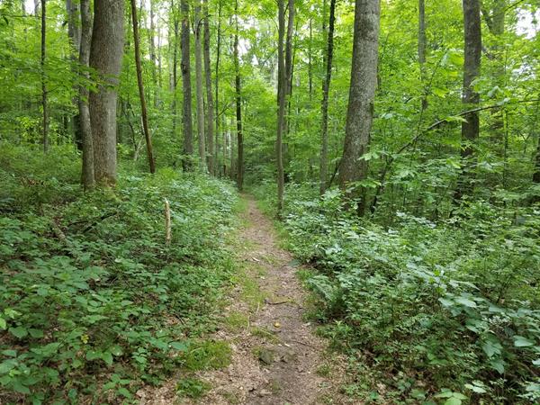 A trail through a bright green filled forest
