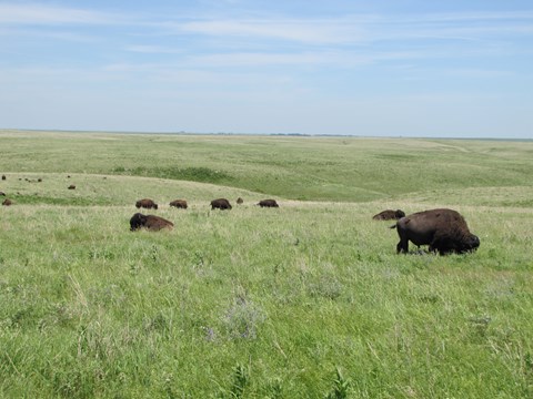 Bison graze in an open prairie stretching to the horizon.