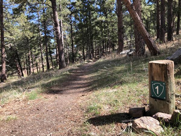 Post #1 Forest Animals