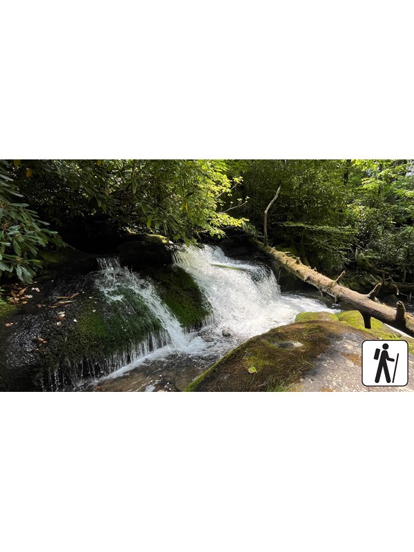 A stout waterfall cascading into a pool near a large boulder. A fallen tree in right frame.