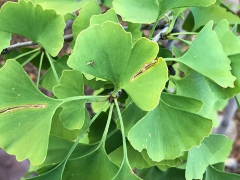 Green leaves from a Gingko tree