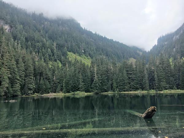 A clear green blue lake sits in a basin surrounded by trees. Logs are visible on the lakes floor.