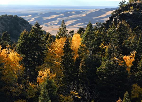 Looking down a forested canyon with gold aspen trees and conifers to dunes