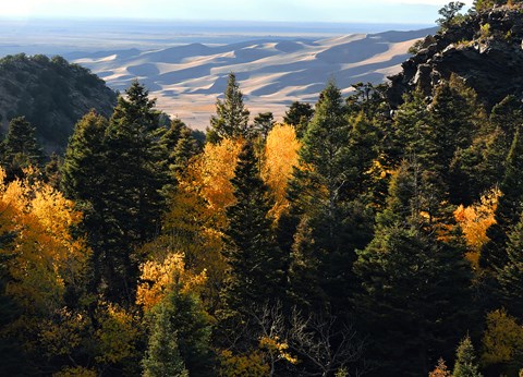Looking down a forested canyon with gold aspen trees and conifers toward the dunes