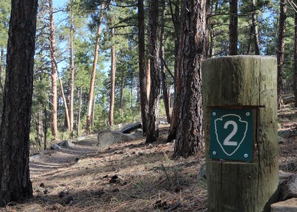 Post # 2 The Ponderosa Pine