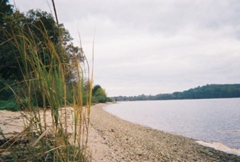Sandy beach next to river with a line of trees
