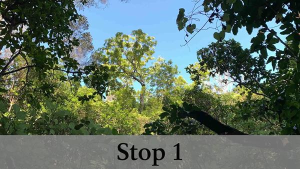 Old growth mesic forest with dirt trail.