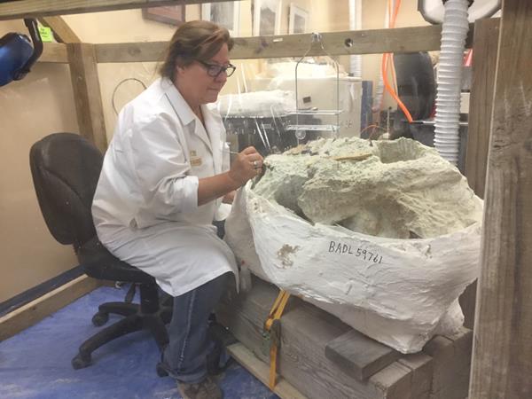 a woman in a white lab coat works on an enormous fossil skull.