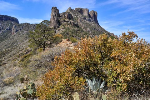 A mountainside with desert plants and trees with a tall rocky peak in the background