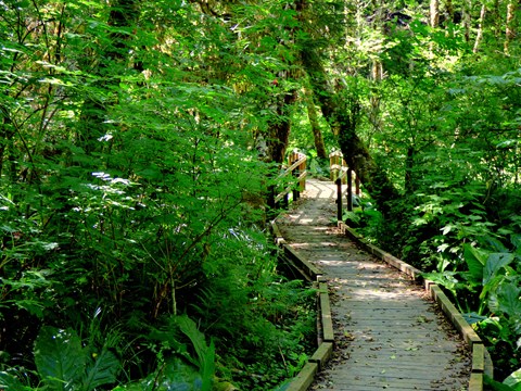 Boardwalk surrounded by lush vegetation