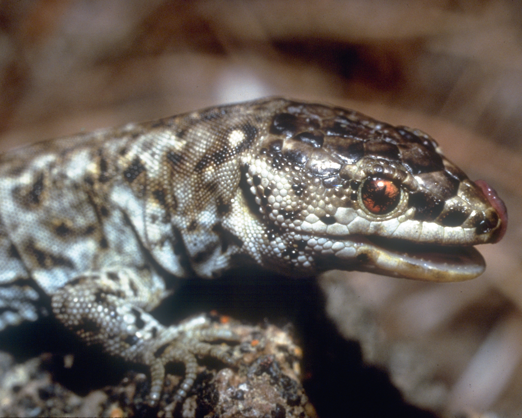 spotted lizard with scaly skin, large eye and tongue out