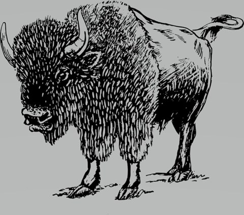 drawing of a bison raising its tail