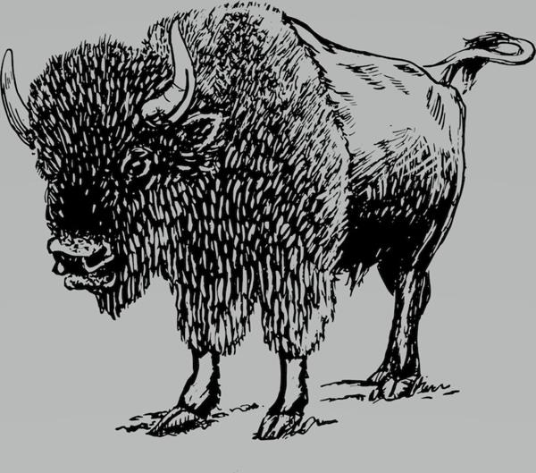 drawing of a bison raising its tail