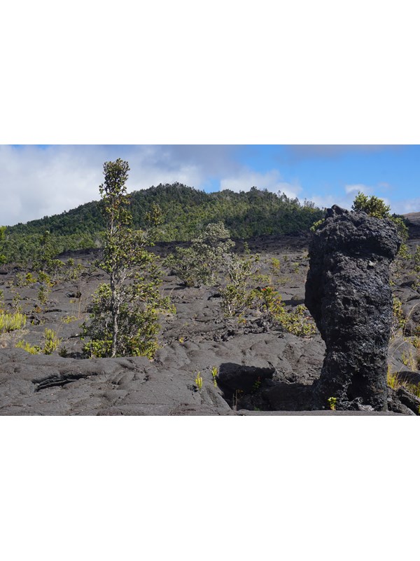 Forested cinder cone with a black lava tree in the foreground