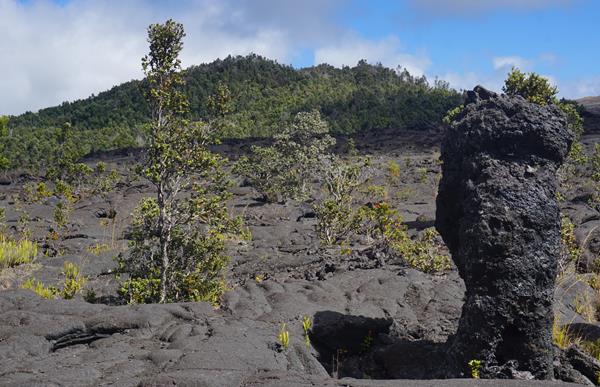 Forested cinder cone with a black lava tree in the foreground