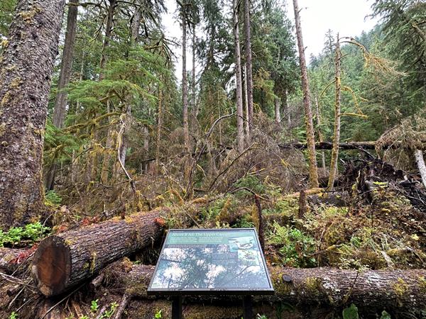 An exhibit panel in a metal stand in a forest with several fallen trees around it..
