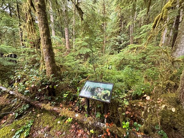 An exhibit panel featuring photos of mossy logs and details of moss and lichen.