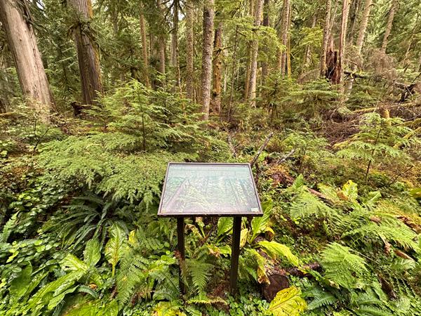An exhibit panel in a metal frame surrounded by dense mossy forest.