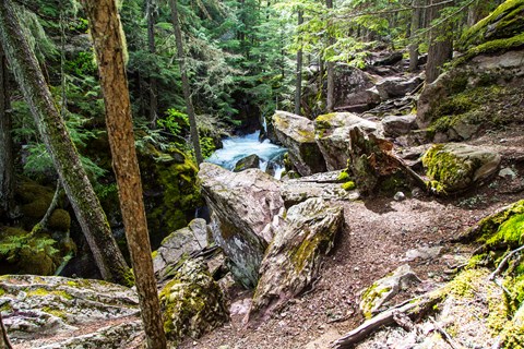 Rocky trail along creek in dense mossy forest