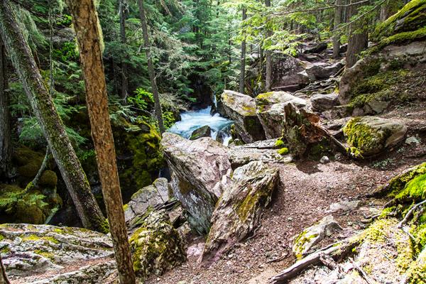 Rocky trail along creek in dense mossy forest