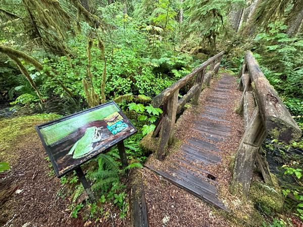 An exhibit panel in a metal frame next to a foot bridge over a creek surrounded by forest.