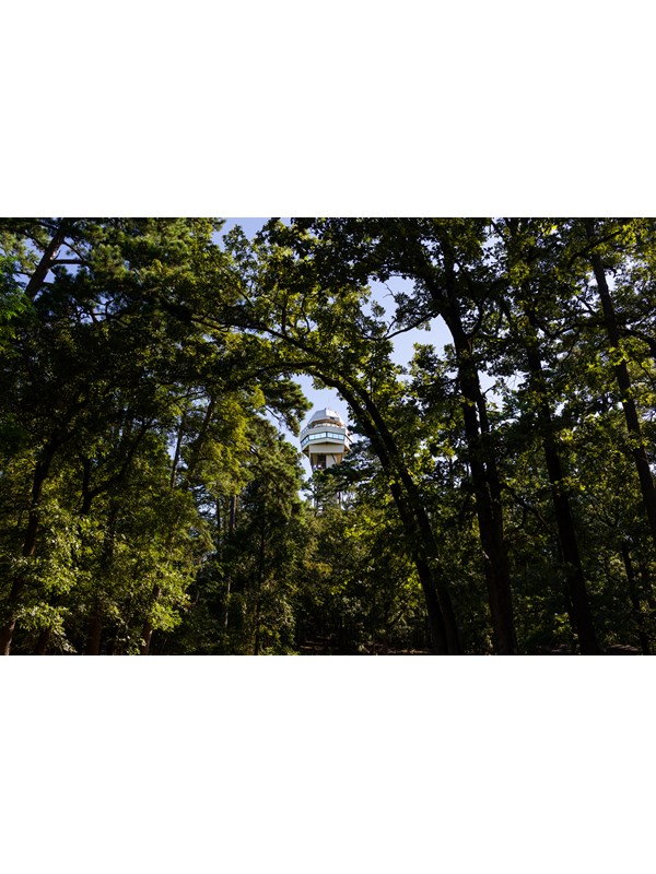 Dense wooded area with a tall mountain observation tower at the peak of the mountain.