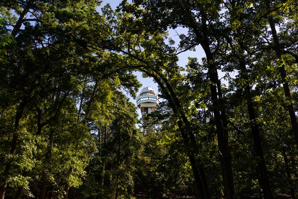 Dense wooded area with a tall mountain observation tower at the peak of the mountain.