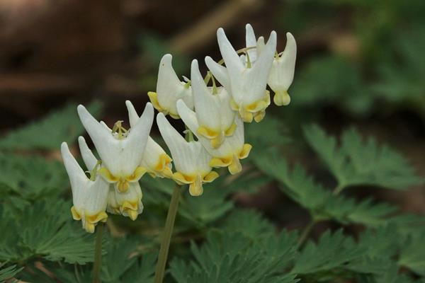 A dozen white blooms dangle off stems above lacy leaves. Each is V shaped with curled yellow points.