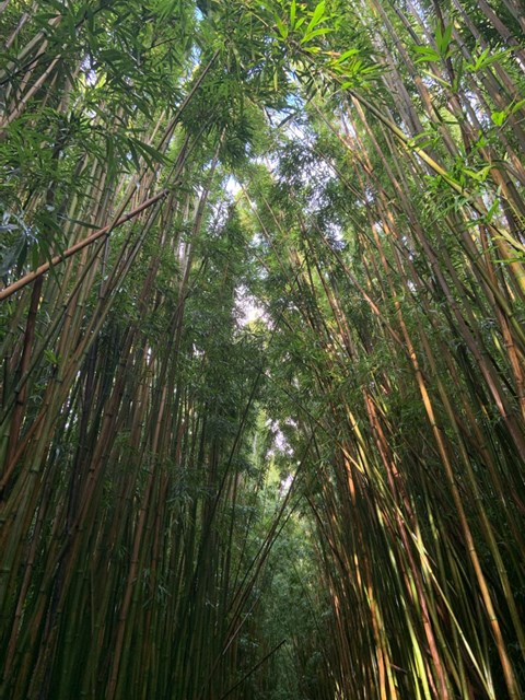 A canopy of bamboo rises from the left and right, blocking out the blue sky above.