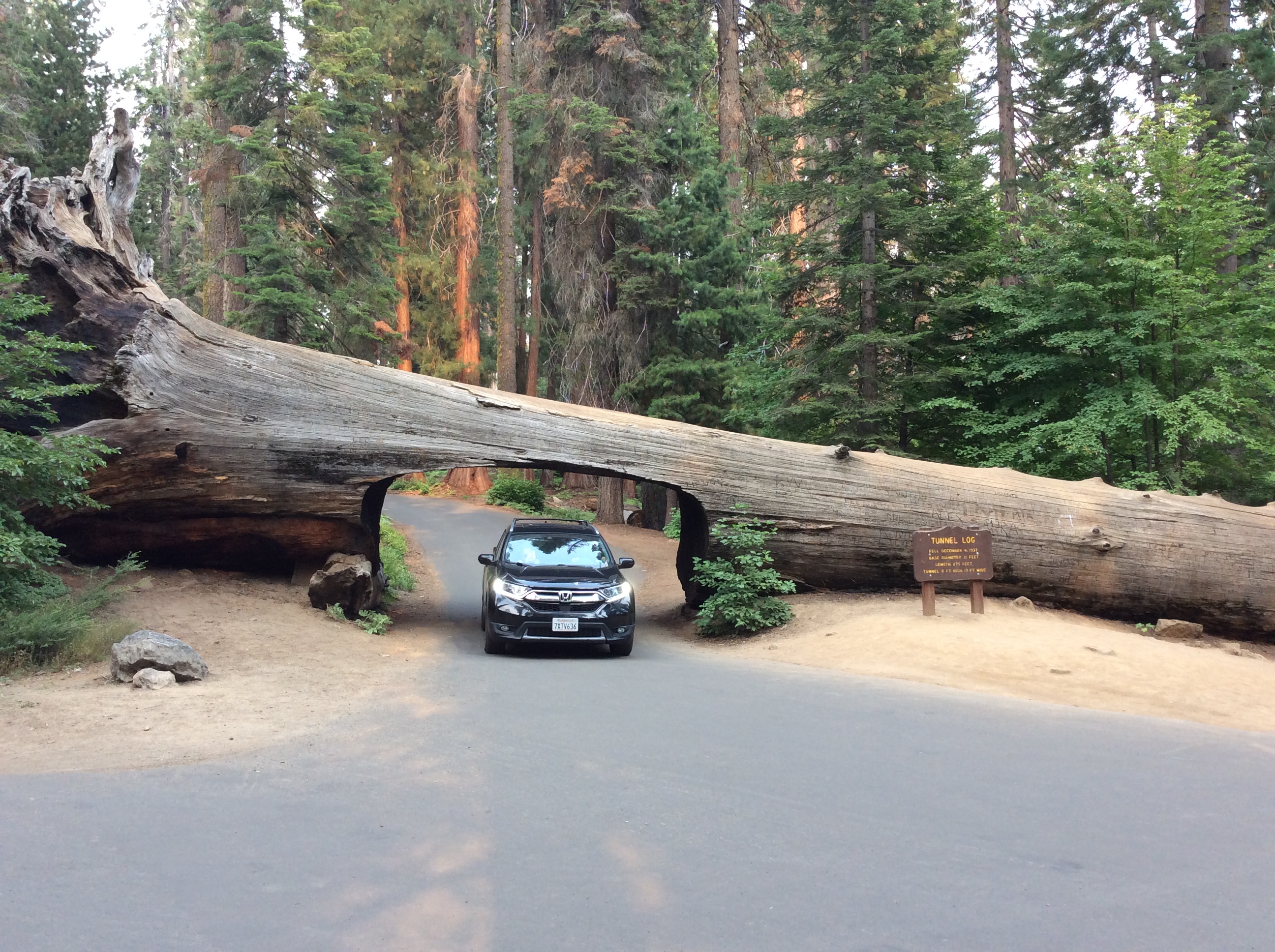 Drive Through Redwood Trees Yosemite