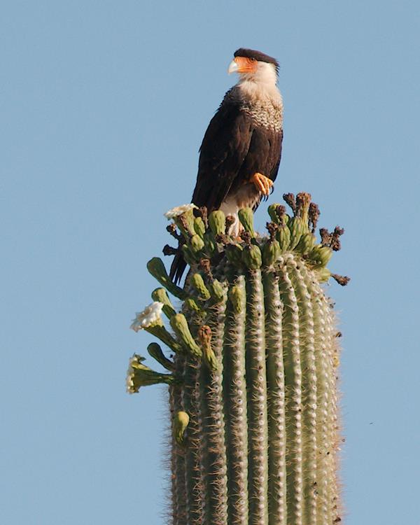 Raptor like bird with a brown body, white chest, and black "toupee", perched on a saguaro