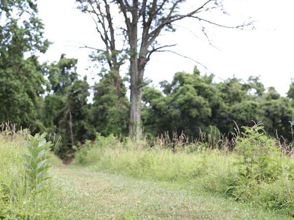 A color photograph of a path through a meadow stretching back to a forest.