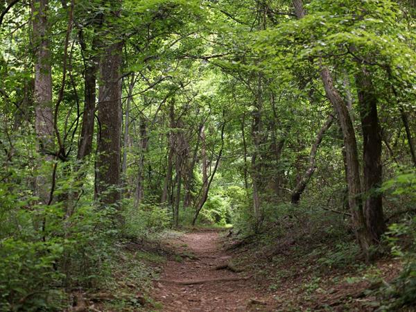 A color photograph of a trail leading straight through the woods.
