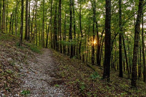 Hiking trail through a dense forest with the sun setting through the trees.