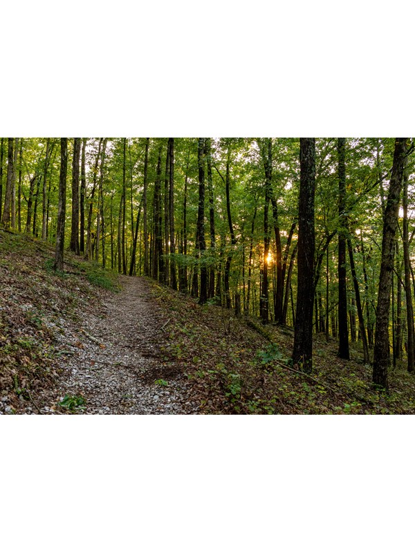 Hiking trail through a dense forest with the sun setting through the trees.