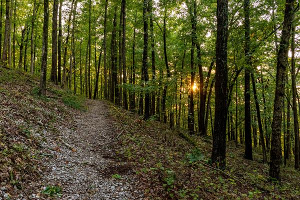 Hiking trail through a dense forest with the sun setting through the trees.