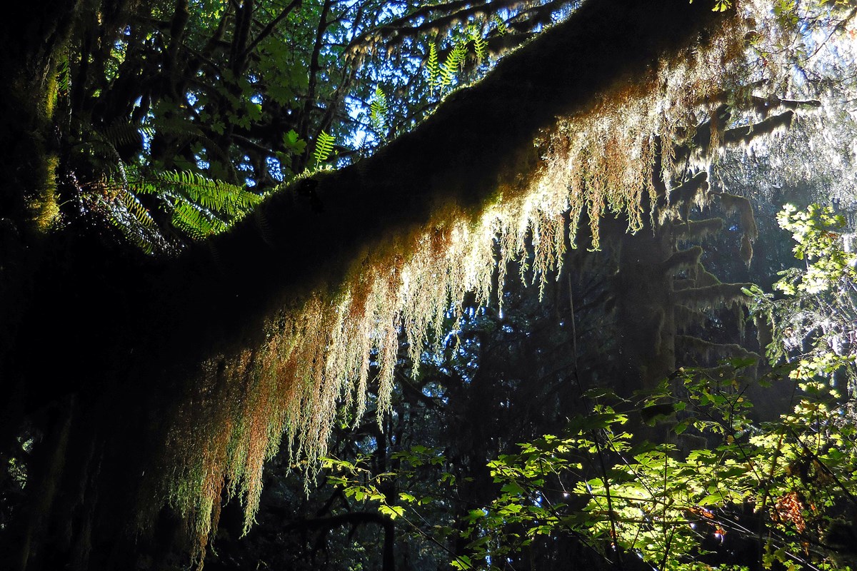 A tree branch heavy with moss