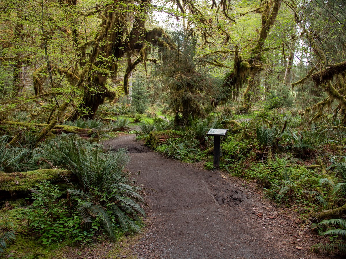 A trail through a green forest, a small wayside sign off to one side.