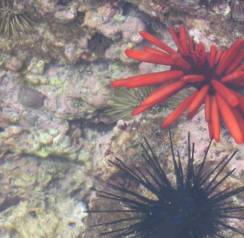 sealife