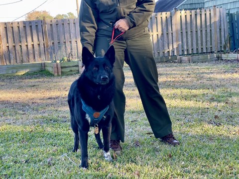 A black dog wearing a harness, leash, and wooden dog tag stands next to a ranger outside.