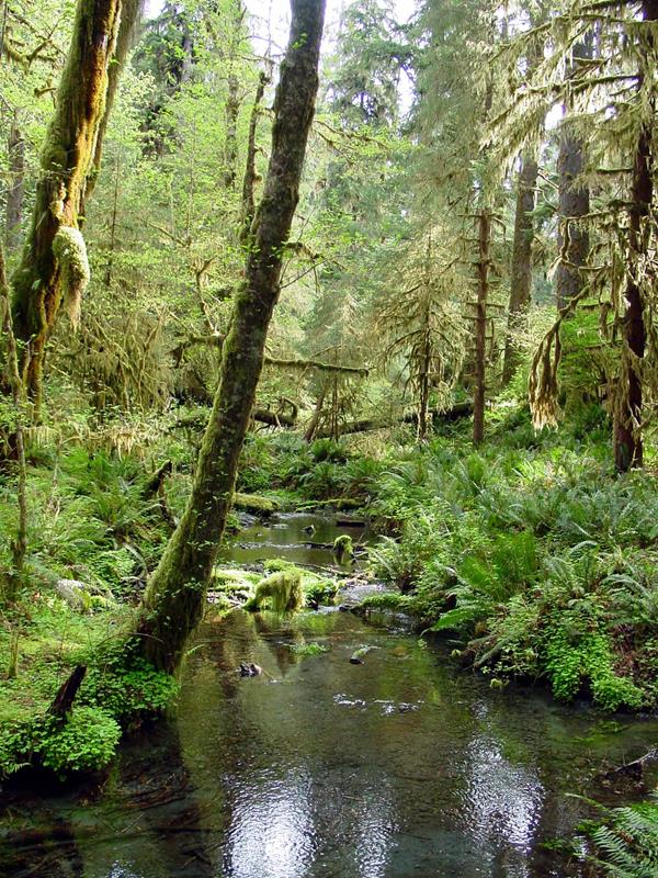 A creek runs through a rain forest