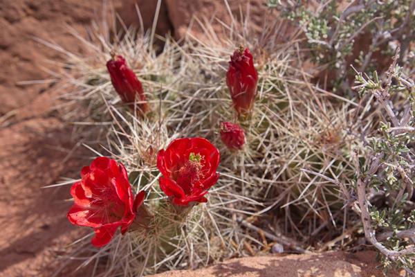 red flowers emerge from short but spiny barrel cacti