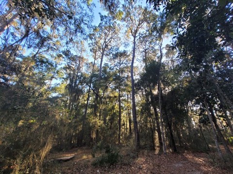 Forested area with trees surrounding a hiking trail and clear sky above