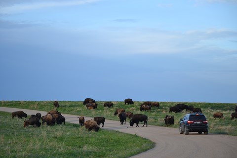 a black car on a dirt road approaches a herd of approximately 20 bison.