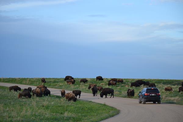 a black car on a dirt road approaches a herd of approximately 20 bison.
